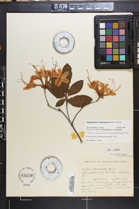 Rhododendron calendulaceum image