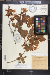 Rhododendron calendulaceum image