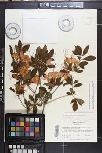 Rhododendron calendulaceum image