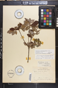 Rhododendron calendulaceum image