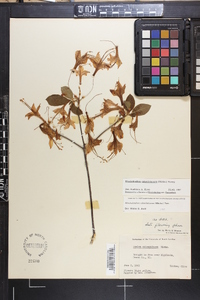 Rhododendron calendulaceum image