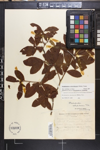 Rhododendron calendulaceum image