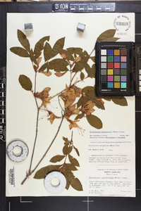 Rhododendron calendulaceum image