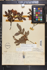 Rhododendron calendulaceum image