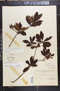 Rhododendron calendulaceum image