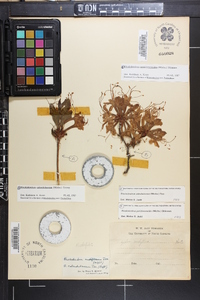 Rhododendron periclymenoides image