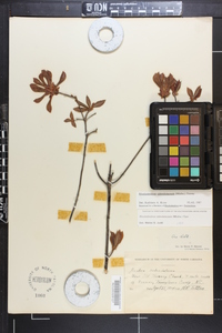 Rhododendron calendulaceum image