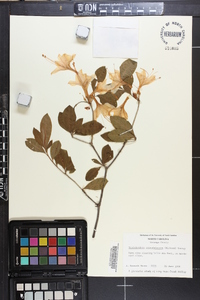 Rhododendron calendulaceum image