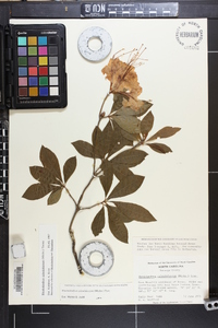 Rhododendron calendulaceum image