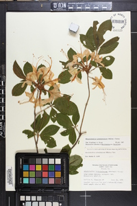 Rhododendron calendulaceum image