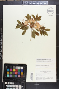 Rhododendron calendulaceum image