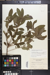 Rhododendron canescens image