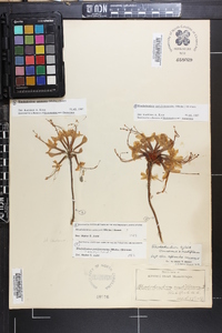 Rhododendron periclymenoides image