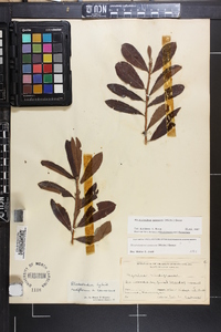 Rhododendron canescens image