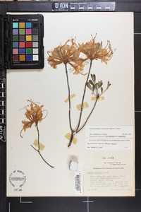 Rhododendron canescens image