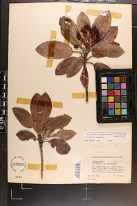 Rhododendron maximum image