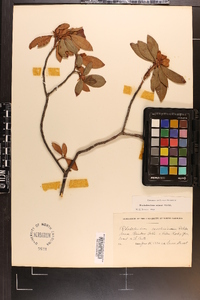 Rhododendron smokianum image