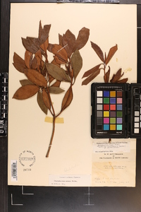 Rhododendron carolinianum image