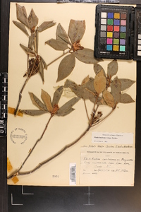 Rhododendron carolinianum image
