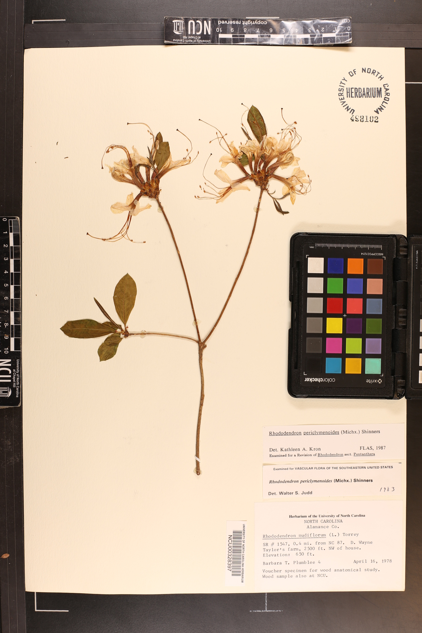 Rhododendron periclymenoides image