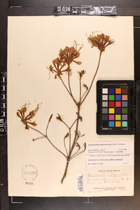 Rhododendron periclymenoides image