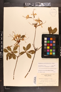 Rhododendron periclymenoides image