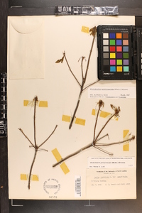 Rhododendron periclymenoides image