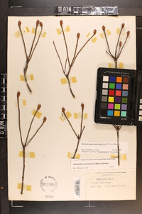 Rhododendron periclymenoides image