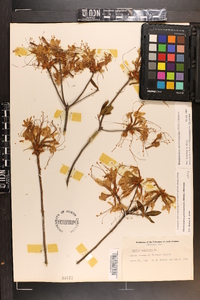 Rhododendron periclymenoides image