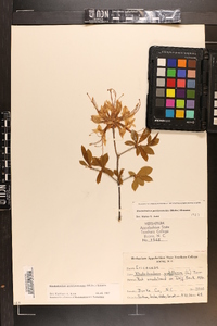 Rhododendron periclymenoides image