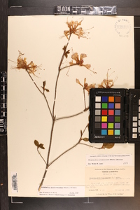 Rhododendron periclymenoides image