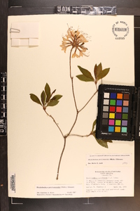 Rhododendron periclymenoides image