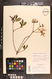 Rhododendron periclymenoides image