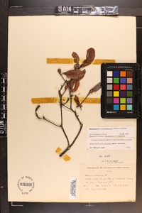 Rhododendron periclymenoides image