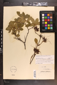 Rhododendron periclymenoides image