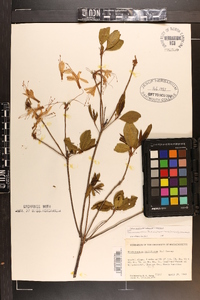 Rhododendron periclymenoides image