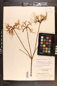 Rhododendron periclymenoides image