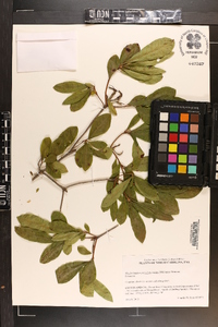 Rhododendron periclymenoides image