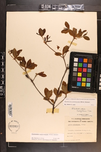 Rhododendron periclymenoides image