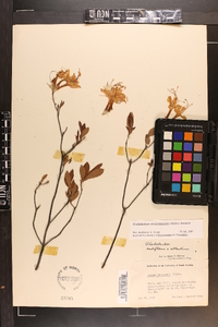 Rhododendron periclymenoides image