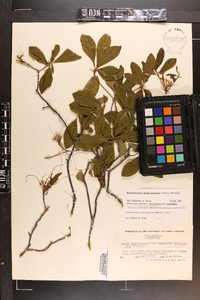 Rhododendron periclymenoides image