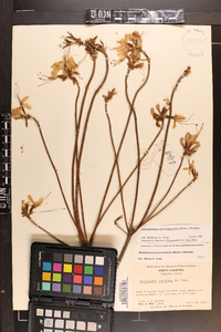 Rhododendron periclymenoides image