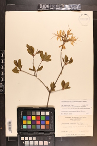 Rhododendron periclymenoides image