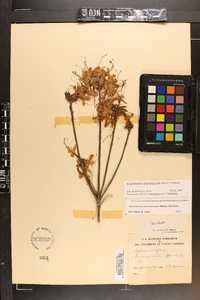 Rhododendron periclymenoides image