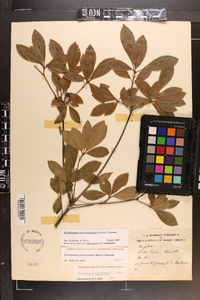 Rhododendron periclymenoides image