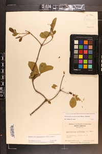 Rhododendron periclymenoides image