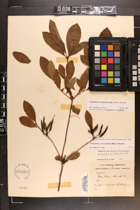 Rhododendron periclymenoides image