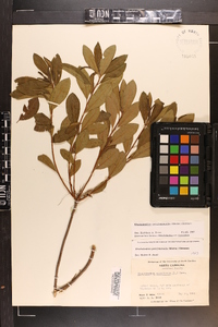 Rhododendron periclymenoides image