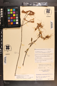 Rhododendron atlanticum image