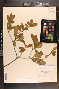 Rhododendron periclymenoides image